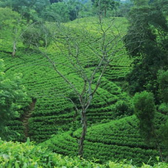 চা-বাগানে দুই দিনের নিরিবিলি ছুটি