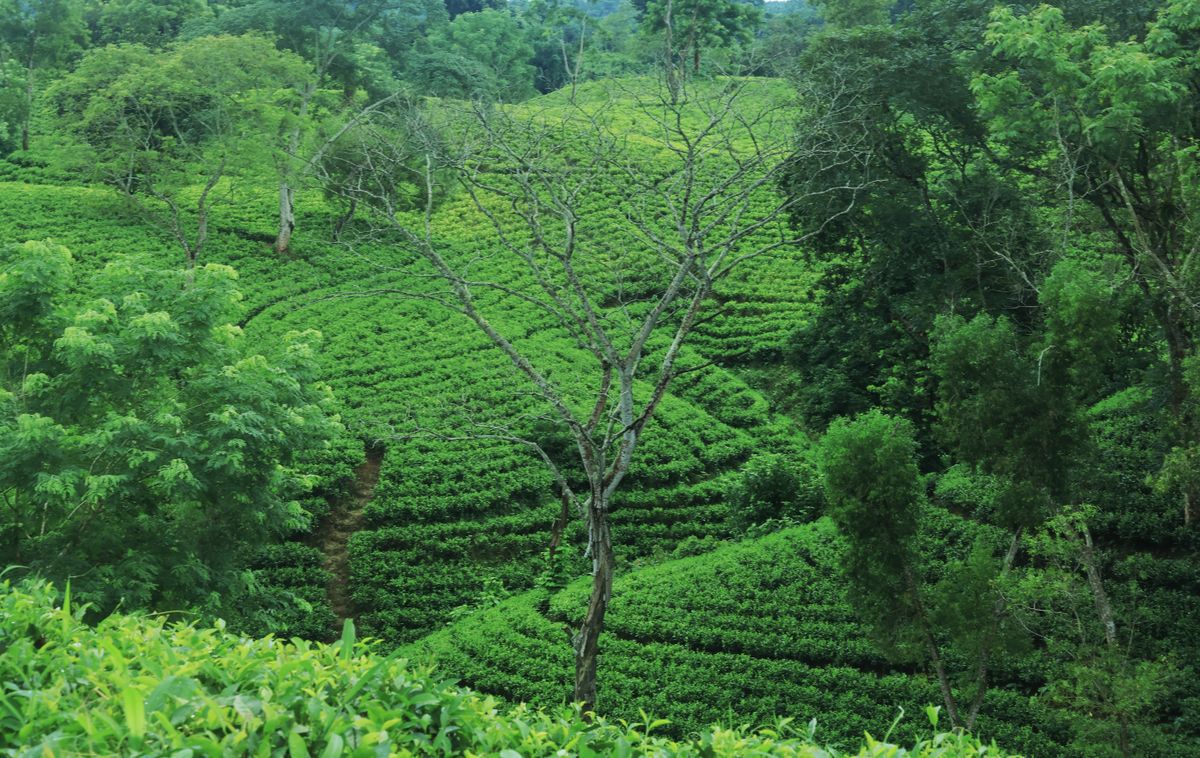 চা-বাগানে দুই দিনের নিরিবিলি ছুটি